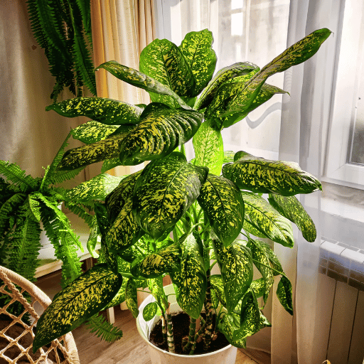 Dieffenbachia