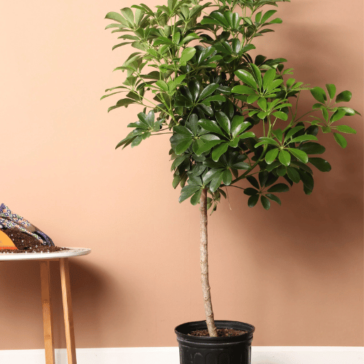 Schefflera (Umbrella Plant)