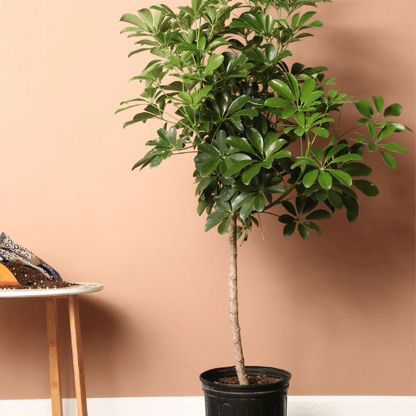 Schefflera (Umbrella Plant)