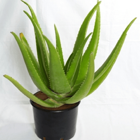Aloe Vera (Aloe barbadensis miller)