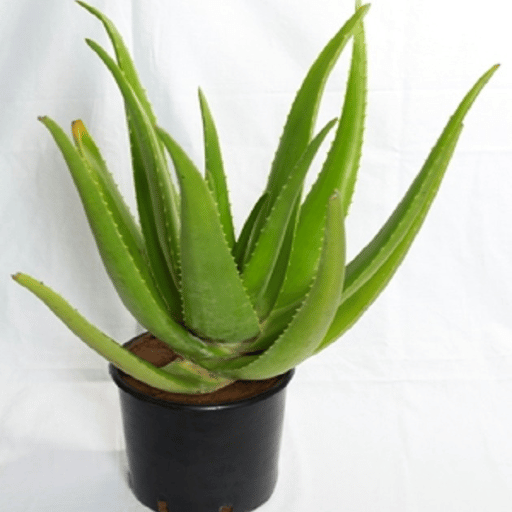 Aloe Vera (Aloe barbadensis miller)