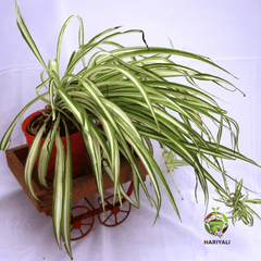 spider plant