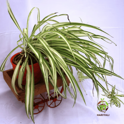 spider plant