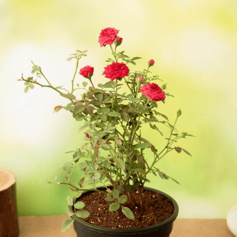 Miniature Rose (Button Rose)