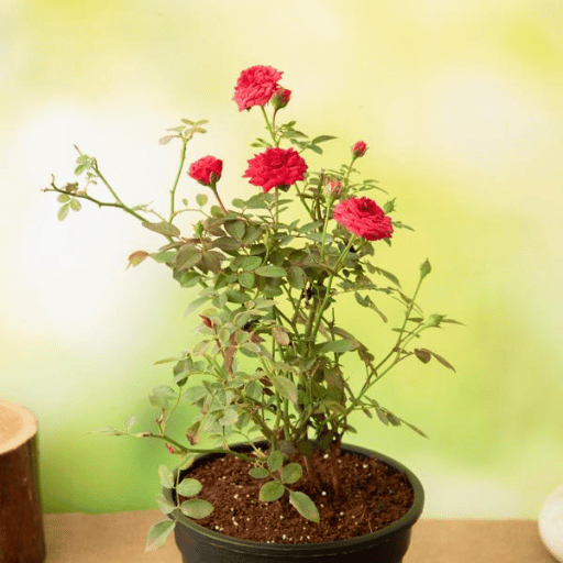 Miniature Rose (Button Rose)