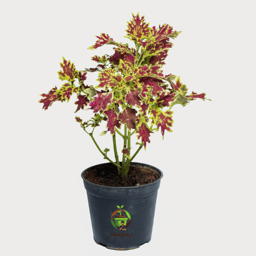 Coleus (Plectranthus scutellarioides)