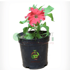 Petunia