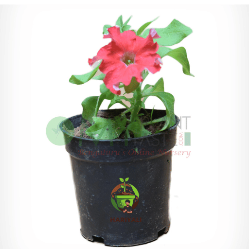 Petunia
