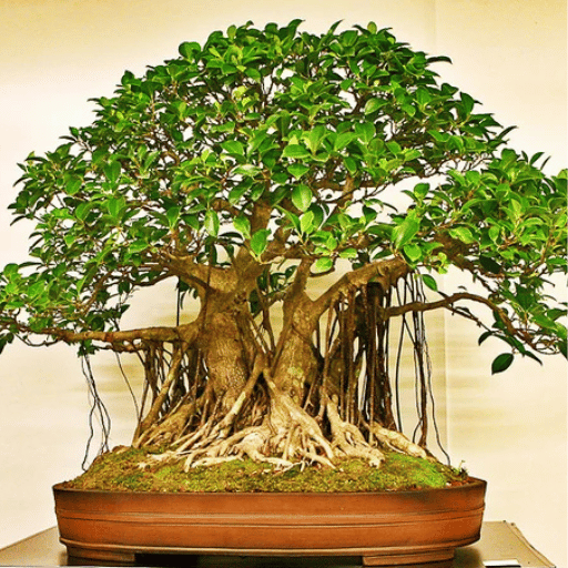 Ficus Bonsai (Miniature Ficus Tree
