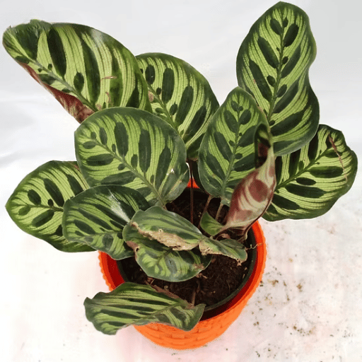 Calathea (Prayer Plant Family)