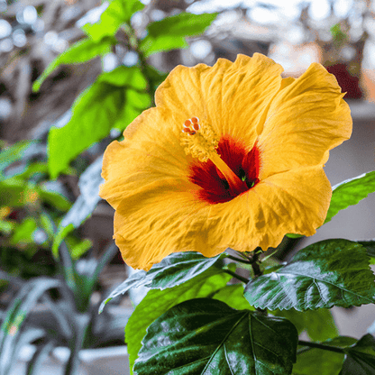 Hibiscus (Hibiscus rosa-sinensis)