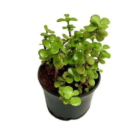 Jade Plant (Crassula ovata)