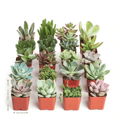 Succulent Mix (Set of 4–5 Plants)