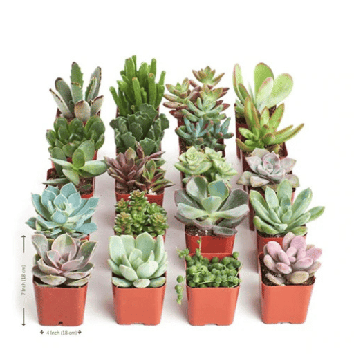 Succulent Mix (Set of 4–5 Plants)