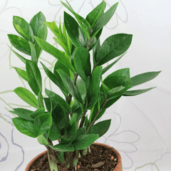 ZZ Plant (Zamioculcas zamiifolia)