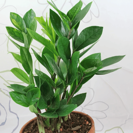 ZZ Plant (Zamioculcas zamiifolia)