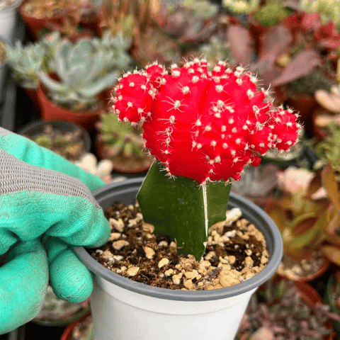 Moon Cactus