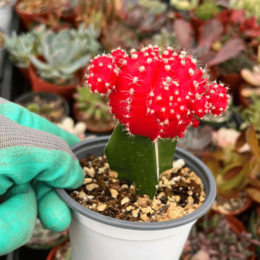 Moon Cactus