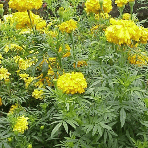 Tagetes (Marigold)