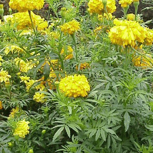 Tagetes (Marigold)
