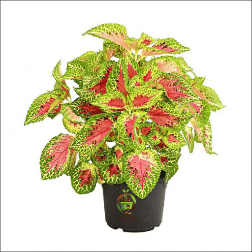 Coleus (Plectranthus scutellarioides)