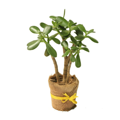 Jade Plant (Crassula ovata)