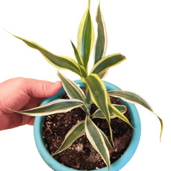 Lucky Bamboo (Dracaena sanderiana)