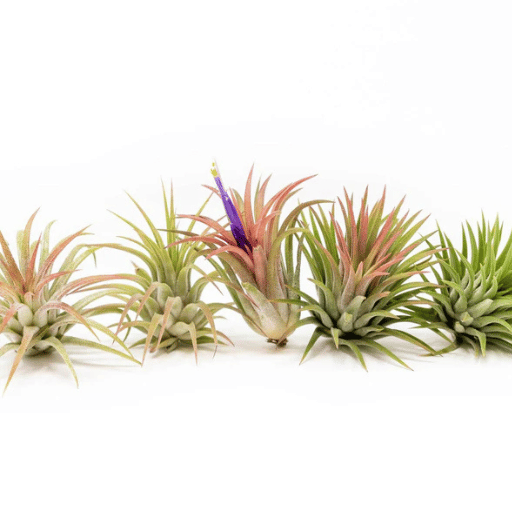 Tillandsia (Unique Soilless Greenery)