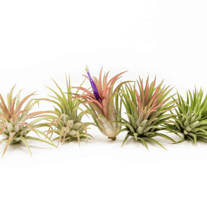 Tillandsia (Unique Soilless Greenery)