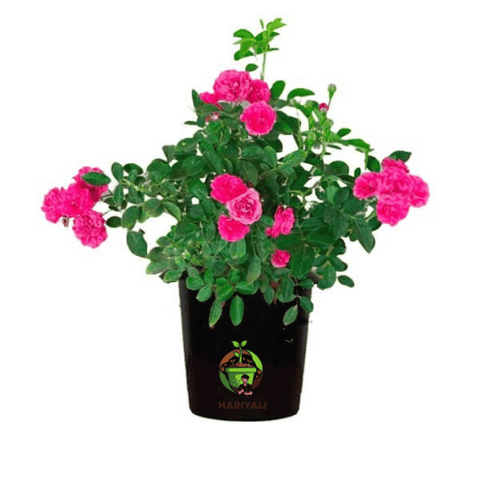 Miniature Rose (Button Rose)