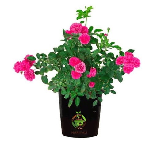 Miniature Rose (Button Rose)