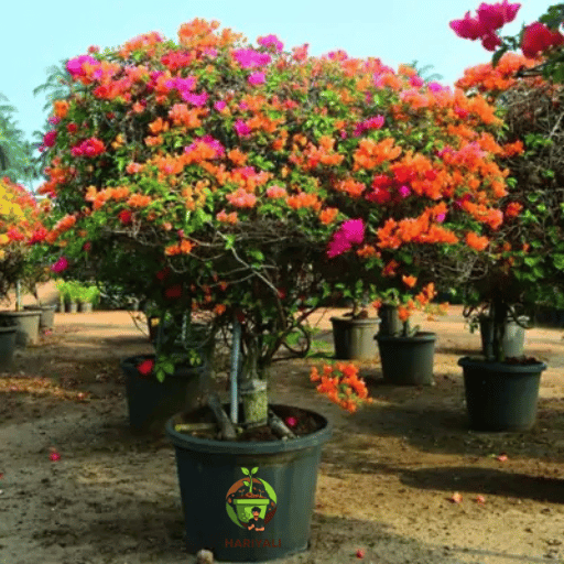 Bougainvillea
