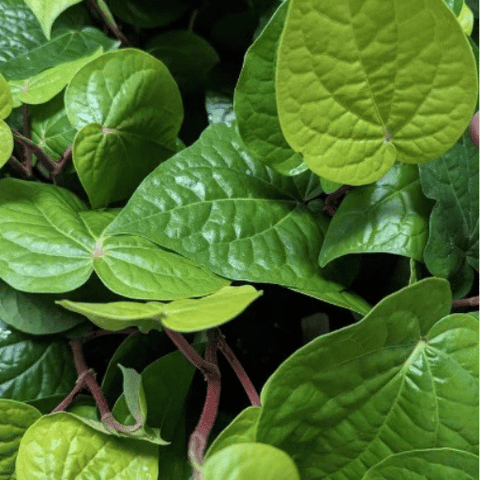 Paan Plant (Piper betle)