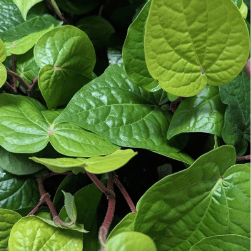 Paan Plant (Piper betle)