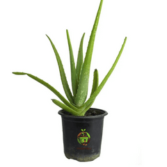 Aloe Vera (Aloe barbadensis miller)