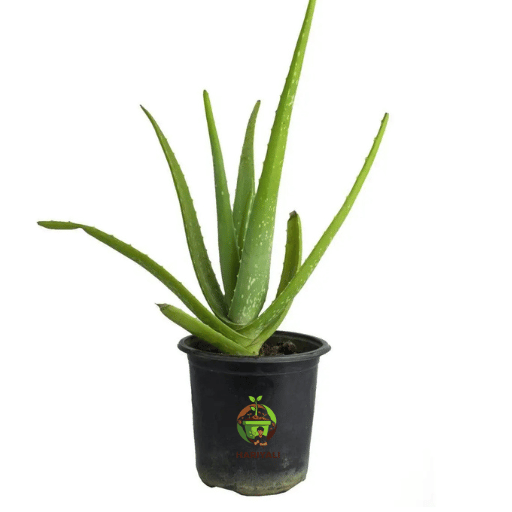 Aloe Vera (Aloe barbadensis miller)