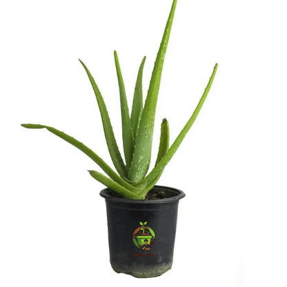 Aloe Vera (Aloe barbadensis miller)