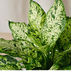 Dieffenbachia