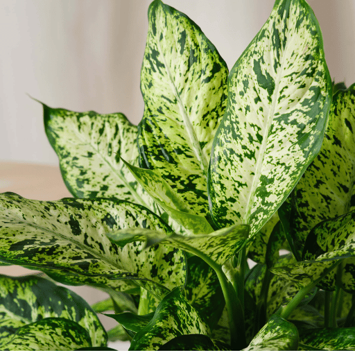 Dieffenbachia