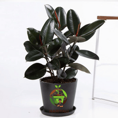 rubber plant