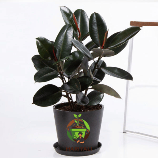 rubber plant