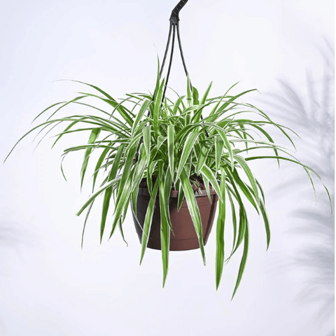 spider plant