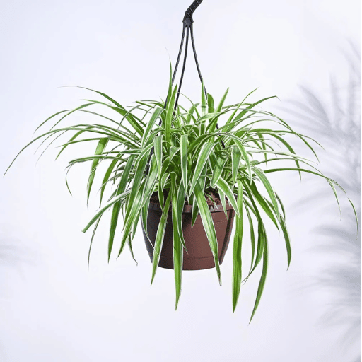 spider plant