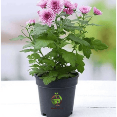 Chrysanthemum (Shevanti  Mum)