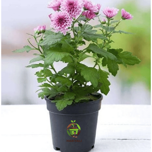 Chrysanthemum (Shevanti  Mum)