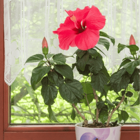 Hibiscus (Hibiscus rosa-sinensis)