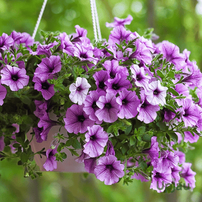 Petunia