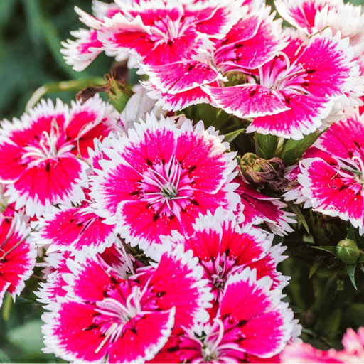 Dianthus (Dianthus spp.)(Copy)