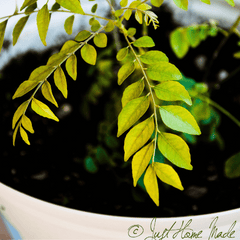 Curry Leaf Plant (Murraya koenigii  Kadi Patta)