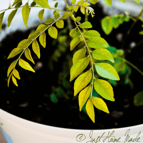 Curry Leaf Plant (Murraya koenigii  Kadi Patta)